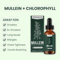 Mullein + Chlorophyll Lung Drops